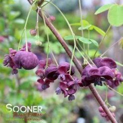 CHOCOLATE VINE -My Verdora Sales Store DETA4 2715