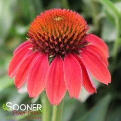 SOMBRERO® HOT CORAL CONEFLOWER -My Verdora Sales Store DETA4 3128