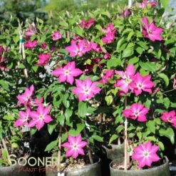 VIVA POLONIA CLEMATIS -My Verdora Sales Store DETA4 3350