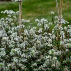 STAND BY ME BUSH CLEMATIS -My Verdora Sales Store DETA4 3631