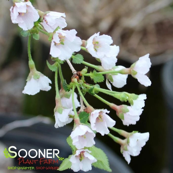 KOJO-NO-MAI ORNAMENTAL CHERRY BUSH 2 KOJO-NO-MAI ORNAMENTAL CHERRY BUSH - Image 2