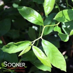 ZYDECO TWIST BLACKGUM 7 ZYDECO TWIST BLACKGUM -My Verdora Sales Store DETA4 4799