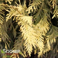 GOLDEN GLOBE ARBORVITAE 7 GOLDEN GLOBE ARBORVITAE -My Verdora Sales Store DETA4 5189