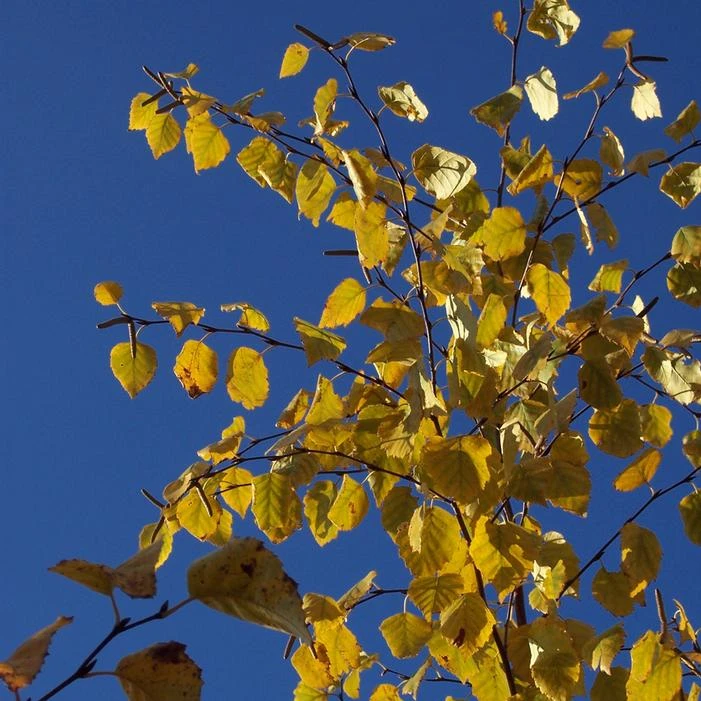 AVALANCHE™ BIRCH 3 AVALANCHE™ BIRCH - Image 3