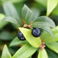 SWEET & LO™ SWEET BOX -My Verdora Sales Store DETA4 5302