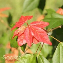 TRIDENT MAPLE 10 TRIDENT MAPLE -My Verdora Sales Store DETA4 74