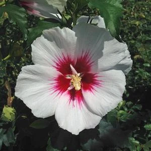 HELENE ALTHEA 2 HELENE ALTHEA - Image 2