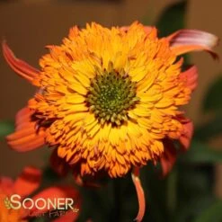 HOT PAPAYA CONEFLOWER 12 HOT PAPAYA CONEFLOWER -My Verdora Sales Store DETA5 1525