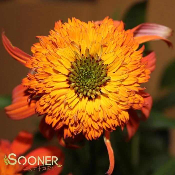 HOT PAPAYA CONEFLOWER 6 HOT PAPAYA CONEFLOWER - Image 6