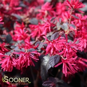 EVER RED LOROPETALUM 1 EVER RED LOROPETALUM