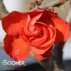 DOUBLE TAKE® ORANGE STORM QUINCE -My Verdora Sales Store DETA5 2020
