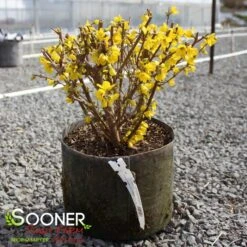 SHOW OFF® FORSYTHIA -My Verdora Sales Store DETA5 2068