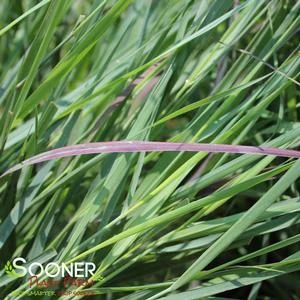 PRAIRIE WINDS® CHEYENNE SKY SWITCH GRASS 2 PRAIRIE WINDS® CHEYENNE SKY SWITCH GRASS - Image 2