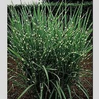 PORCUPINE MAIDEN GRASS