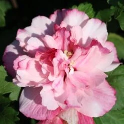 PEPPERMINT SMOOTHIE™ ALTHEA 9 PEPPERMINT SMOOTHIE™ ALTHEA -My Verdora Sales Store DETA5 2707