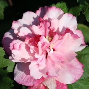 PEPPERMINT SMOOTHIE™ ALTHEA 5 PEPPERMINT SMOOTHIE™ ALTHEA - Image 5