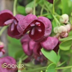 CHOCOLATE VINE -My Verdora Sales Store DETA5 2715