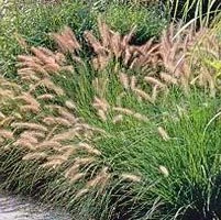 HAMELN DWARF FOUNTAIN GRASS