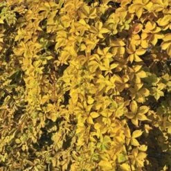 YELLOW WALL® VIRGINIA CREEPER -My Verdora Sales Store DETA5 2961