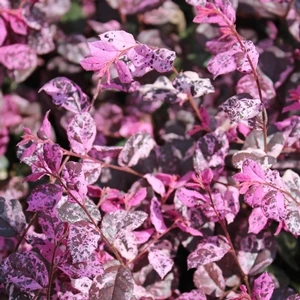 JAZZ HANDS VARIEGATED® LOROPETALUM 1 JAZZ HANDS VARIEGATED® LOROPETALUM