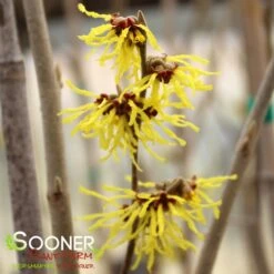 ARNOLD'S PROMISE WITCH HAZEL -My Verdora Sales Store DETA5 3235