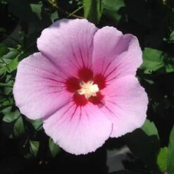 ORCHID SATIN® ALTHEA -My Verdora Sales Store DETA5 3241