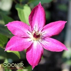 VIVA POLONIA CLEMATIS -My Verdora Sales Store DETA5 3350
