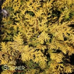 RAY OF LIGHT™ FALSE CYPRESS -My Verdora Sales Store DETA5 3618