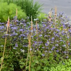 STAND BY ME BUSH CLEMATIS -My Verdora Sales Store DETA5 3631