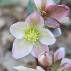 My Verdora Sales Store 24 WALBERTON'S® IVORY PRINCE LENTEN ROSE