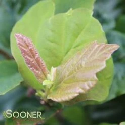 VANESSA PERSIAN IRONWOOD 5 VANESSA PERSIAN IRONWOOD -My Verdora Sales Store DETA5 3873