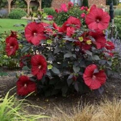SUMMERIFICĀ® HOLY GRAIL HARDY HIBISCUS