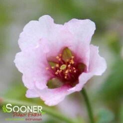 KOJO-NO-MAI ORNAMENTAL CHERRY BUSH 10 KOJO-NO-MAI ORNAMENTAL CHERRY BUSH -My Verdora Sales Store DETA5 3931