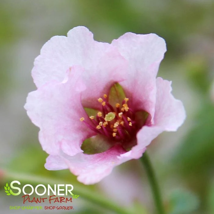 KOJO-NO-MAI ORNAMENTAL CHERRY BUSH 4 KOJO-NO-MAI ORNAMENTAL CHERRY BUSH - Image 4