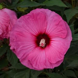 SUMMERIFIC® CANDY CRUSH HARDY HIBISCUS 3 SUMMERIFIC® CANDY CRUSH HARDY HIBISCUS - Image 3