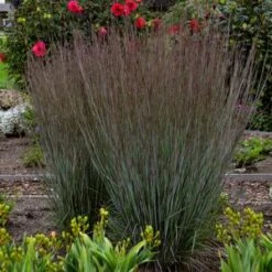 PRAIRIE WINDS® BLUE PARADISE LITTLE BLUESTEM