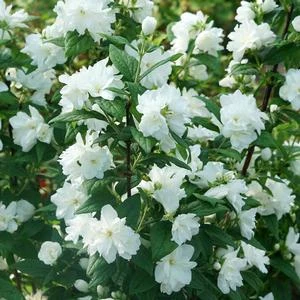 ILLUMINATI ARCH® MOCKORANGE 2 ILLUMINATI ARCH® MOCKORANGE - Image 2