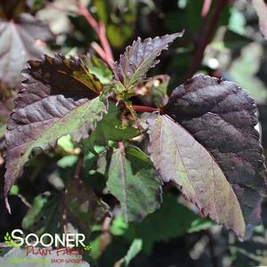 CAROUSEL® PINK CANDY HARDY HIBISCUS 2 CAROUSEL® PINK CANDY HARDY HIBISCUS - Image 2
