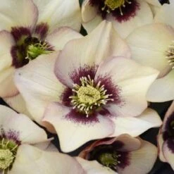 HONEYMOON® SANDY SHORES LENTEN ROSE -My Verdora Sales Store DETA5 4477