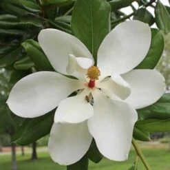 SOUTHERN MAGNOLIA -My Verdora Sales Store DETA5 53