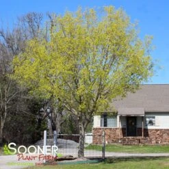 My Verdora Sales Store 3 FIRE DRAGON® SHANTUNG MAPLE