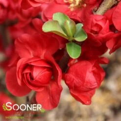 DOUBLE TAKE® SCARLET STORM QUINCE -My Verdora Sales Store DETA6 2022