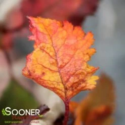 KOJO-NO-MAI ORNAMENTAL CHERRY BUSH 12 KOJO-NO-MAI ORNAMENTAL CHERRY BUSH -My Verdora Sales Store DETA6 3931