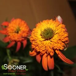 HOT PAPAYA CONEFLOWER 11 HOT PAPAYA CONEFLOWER -My Verdora Sales Store DETA7 1525