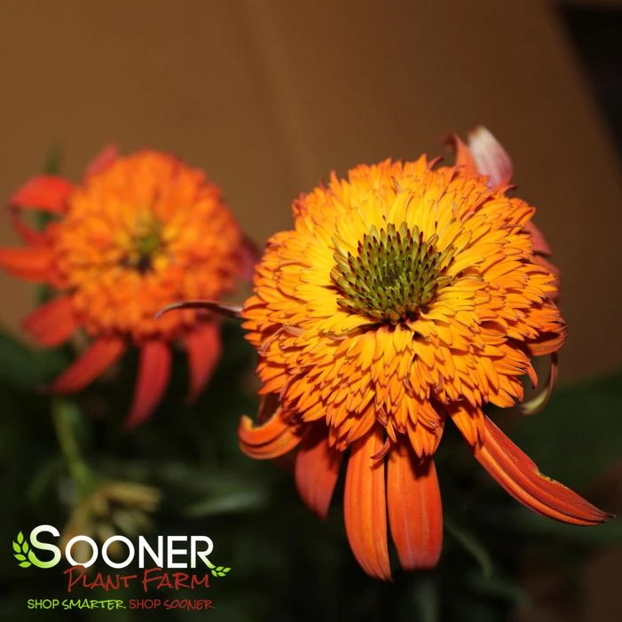 HOT PAPAYA CONEFLOWER 5 HOT PAPAYA CONEFLOWER - Image 5