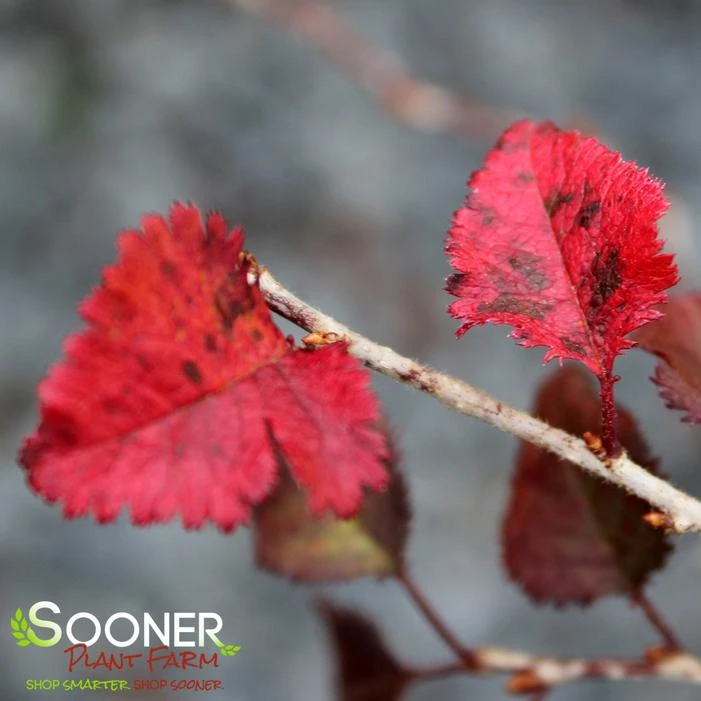 KOJO-NO-MAI ORNAMENTAL CHERRY BUSH 3 KOJO-NO-MAI ORNAMENTAL CHERRY BUSH - Image 3