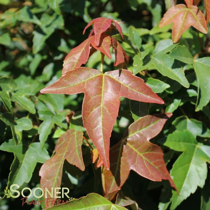 TRIDENT MAPLE 2 TRIDENT MAPLE - Image 2