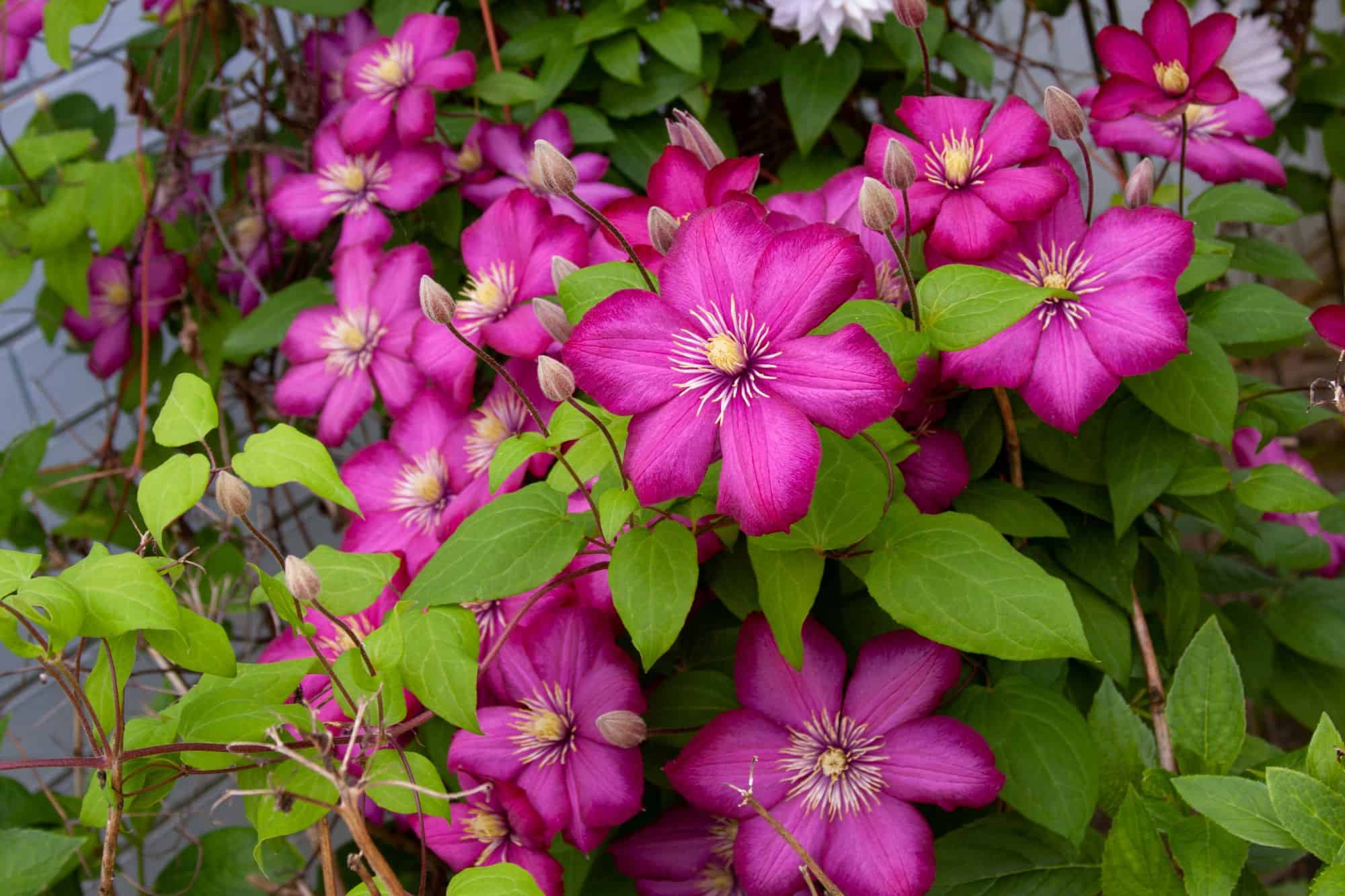 My Verdora Sales Store -My Verdora Sales Store clematis vine magenta flowers